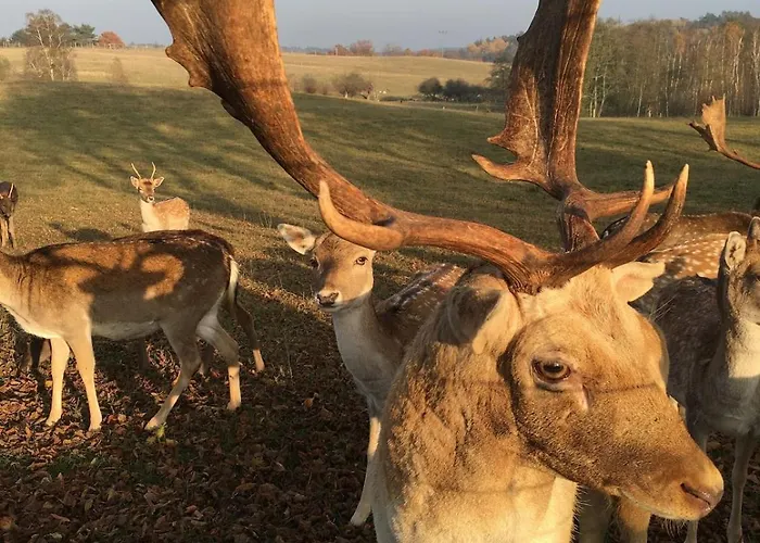Lägenhet Grosse Loft Im Naturschutzgebiet Mit Eigenem Garten
